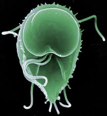 giardia