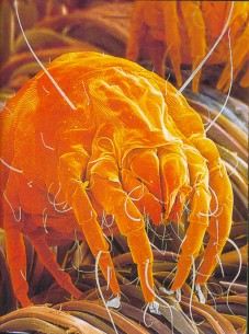 dust mites
