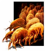 dust mites