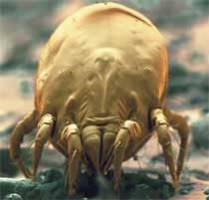 dust mites