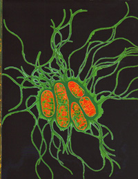 salmonella bacteria