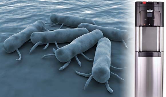 bacteria in water coolers